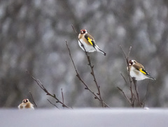 Carduelis carduelis