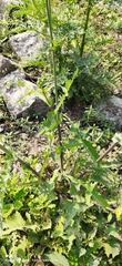 Sonchus asper