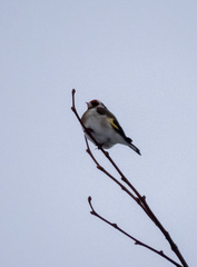 Carduelis carduelis