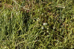 Selago densiflora