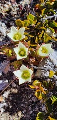 Gentianella filipes