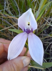 Brownleea macroceras