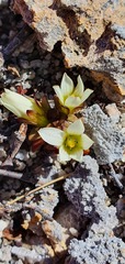 Gentianella filipes