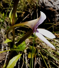 Brownleea macroceras