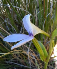 Brownleea macroceras