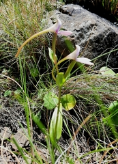 Brownleea macroceras