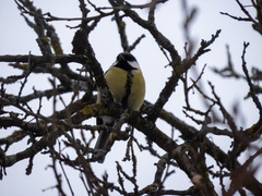 Parus major