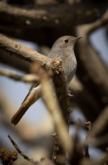 Phoenicurus ochruros