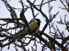 Parus major