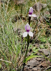 Brownleea macroceras