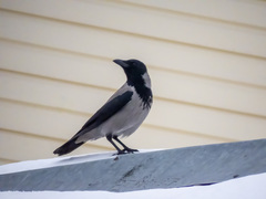 Corvus cornix