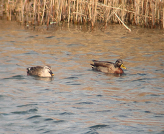 Anas platyrhynchos × zonorhyncha