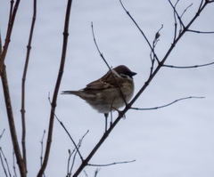 Passer montanus