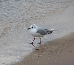 Saundersilarus saundersi