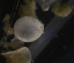 Lagena spiratiformis