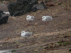 Saundersilarus saundersi