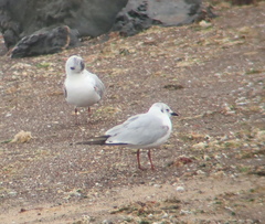 Saundersilarus saundersi