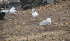 Saundersilarus saundersi