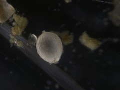 Lagena spiratiformis