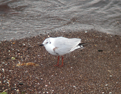 Saundersilarus saundersi