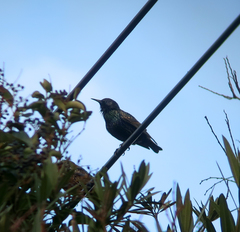 Sturnus vulgaris
