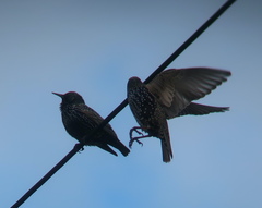 Sturnus vulgaris