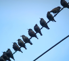 Sturnus vulgaris