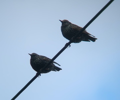 Sturnus vulgaris