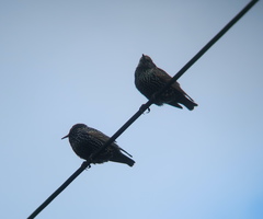 Sturnus vulgaris