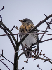 Turdus pilaris