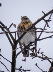 Turdus pilaris