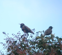 Sturnus vulgaris