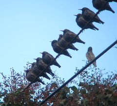 Sturnus vulgaris