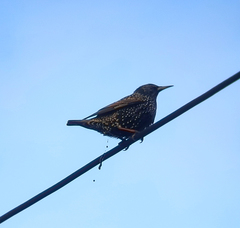 Sturnus vulgaris