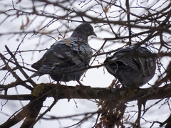 Columba livia domestica