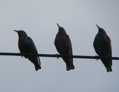 Sturnus vulgaris