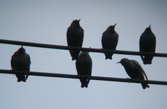 Sturnus vulgaris
