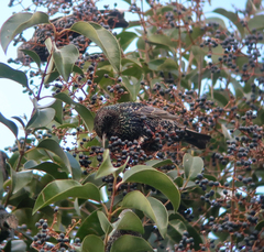Sturnus vulgaris