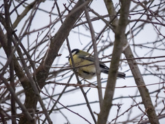 Parus major