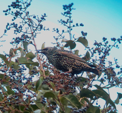 Sturnus vulgaris