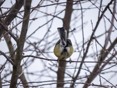 Parus major