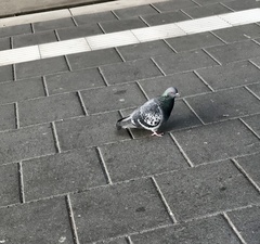 Columba livia domestica