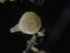 Lagena paucistriata