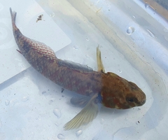 Gobiomorphus huttoni