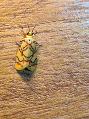 Nodozana hieroglyphica