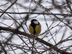 Parus major