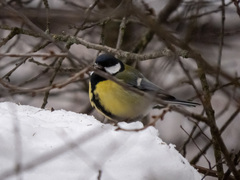 Parus major