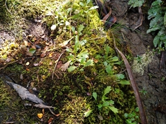 Brachyscome radicata