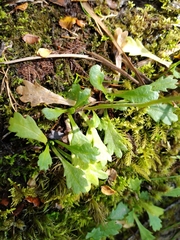 Brachyscome radicata