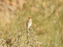 Carpodacus synoicus